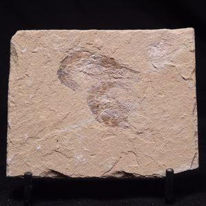 Fossil Marine Bone