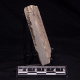 SHRIMP FOSSIL CARPOPENAEUS CALLIROSTRIS, Upper Cretaceous, Lebanon YSL024