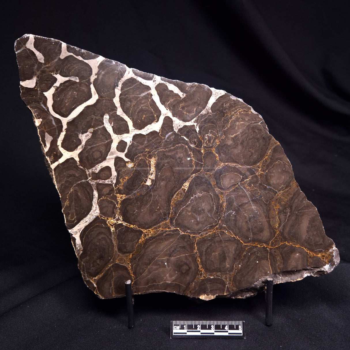 ACACIELLA AUSTRALICA STROMATOLITE, Proterozoic, Australia ZAA034