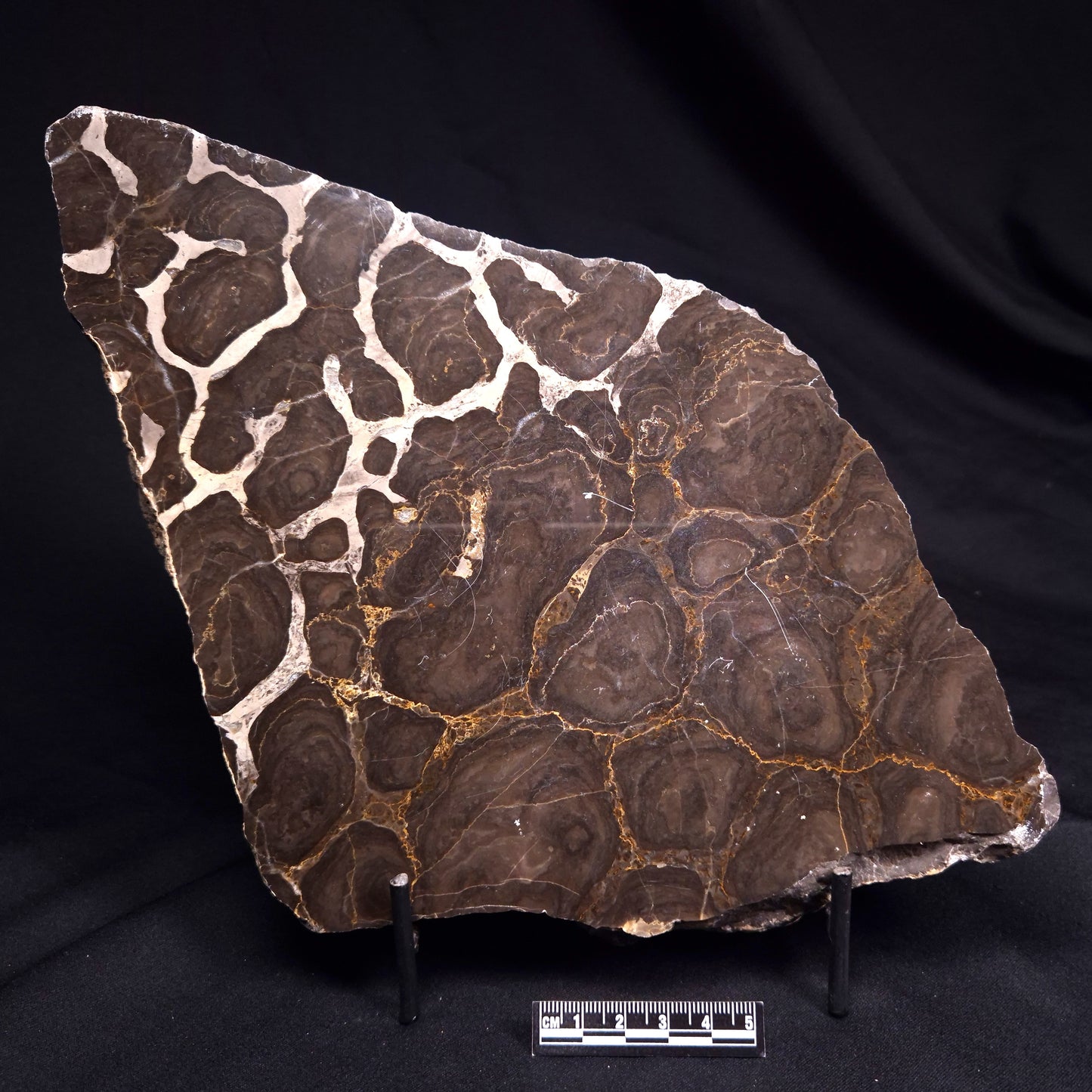 ACACIELLA AUSTRALICA STROMATOLITE, Proterozoic, Australia ZAA034