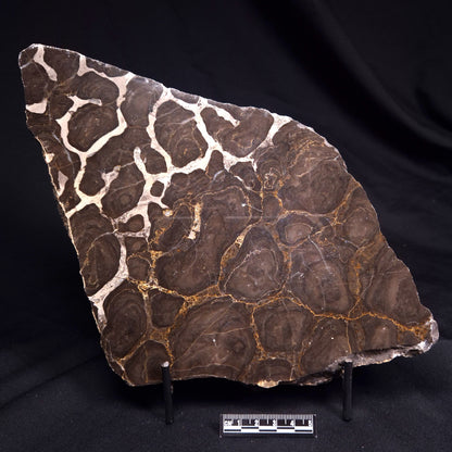 ACACIELLA AUSTRALICA STROMATOLITE, Proterozoic, Australia ZAA034