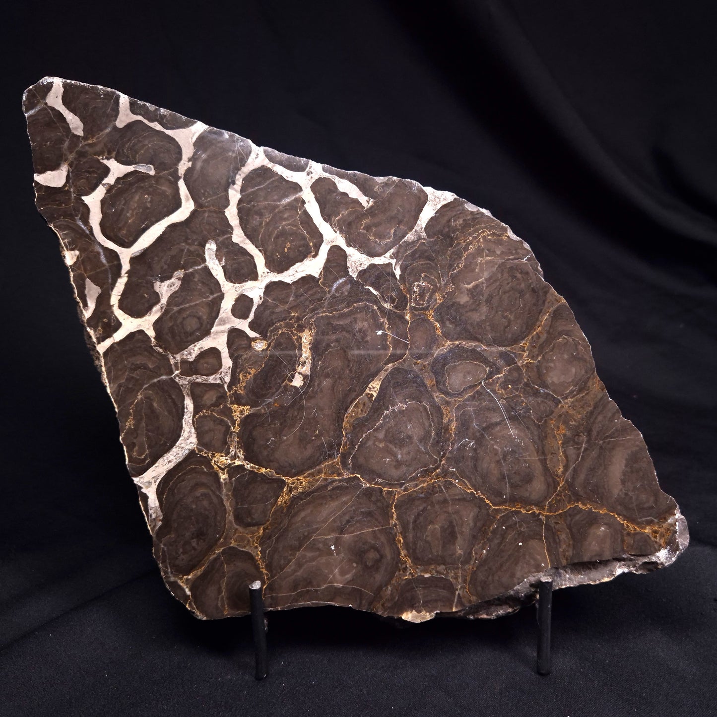 ACACIELLA AUSTRALICA STROMATOLITE, Proterozoic, Australia ZAA034