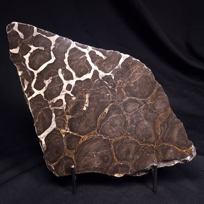 ACACIELLA AUSTRALICA STROMATOLITE, Proterozoic, Australia ZAA034