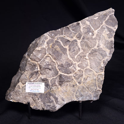 ACACIELLA AUSTRALICA STROMATOLITE, Proterozoic, Australia ZAA034