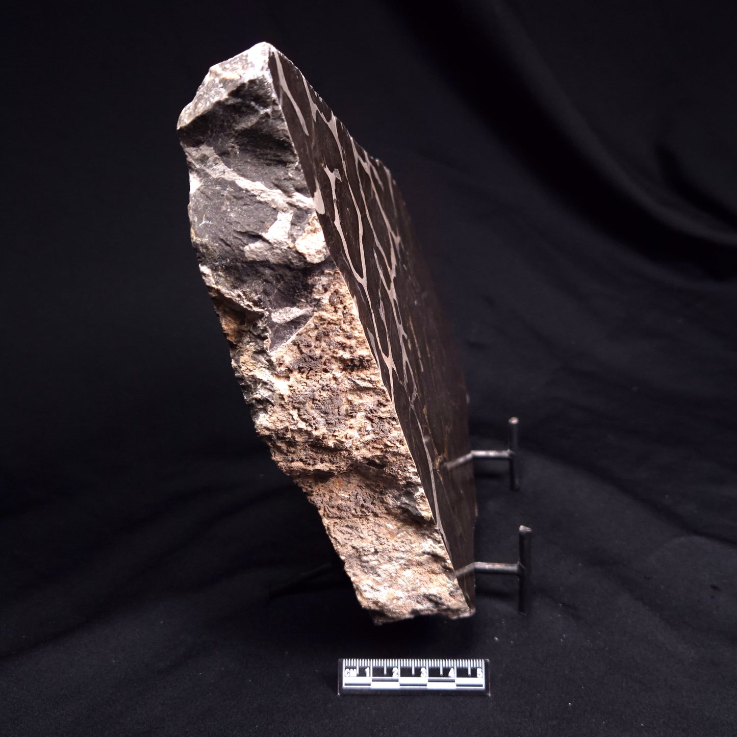 ACACIELLA AUSTRALICA STROMATOLITE, Proterozoic, Australia ZAA034