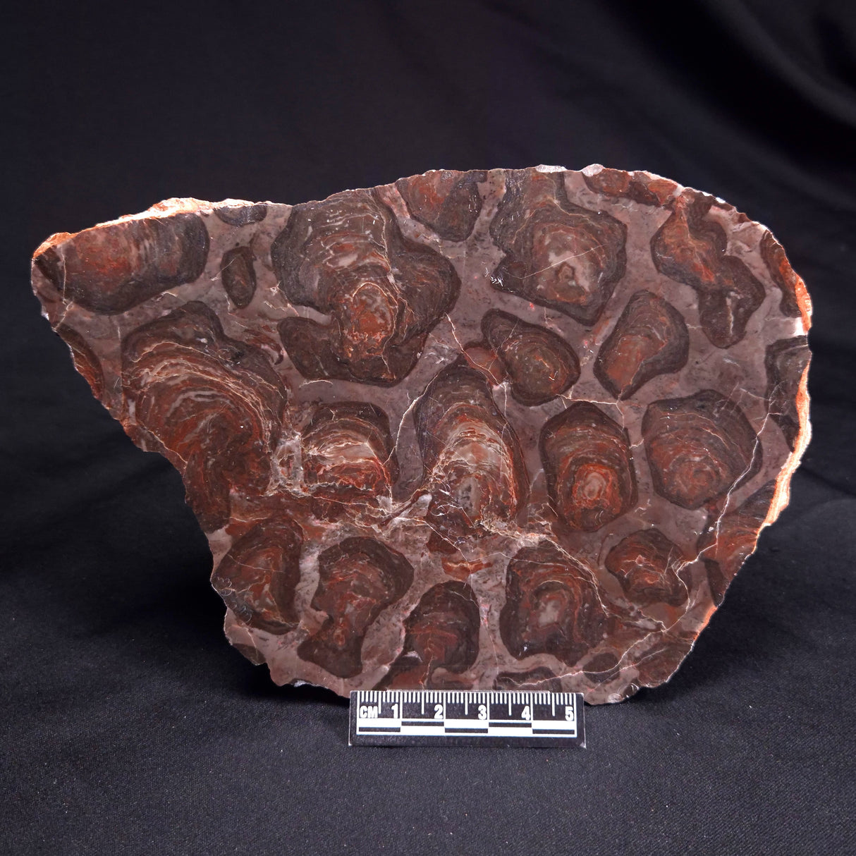ACACIELLA AUSTRALICA STROMATOLITE, Proterozoic, Australia ZAA035