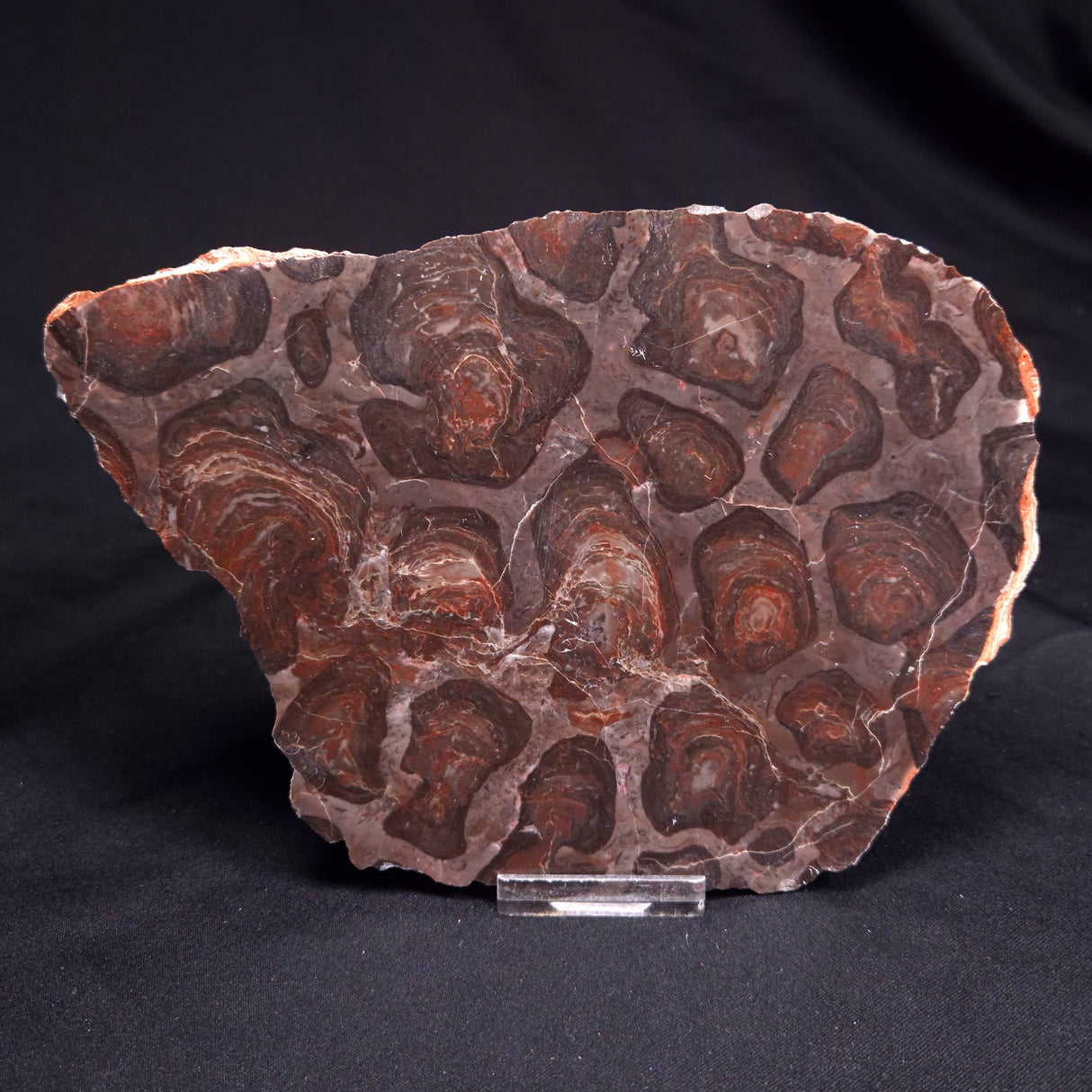 ACACIELLA AUSTRALICA STROMATOLITE, Proterozoic, Australia ZAA035