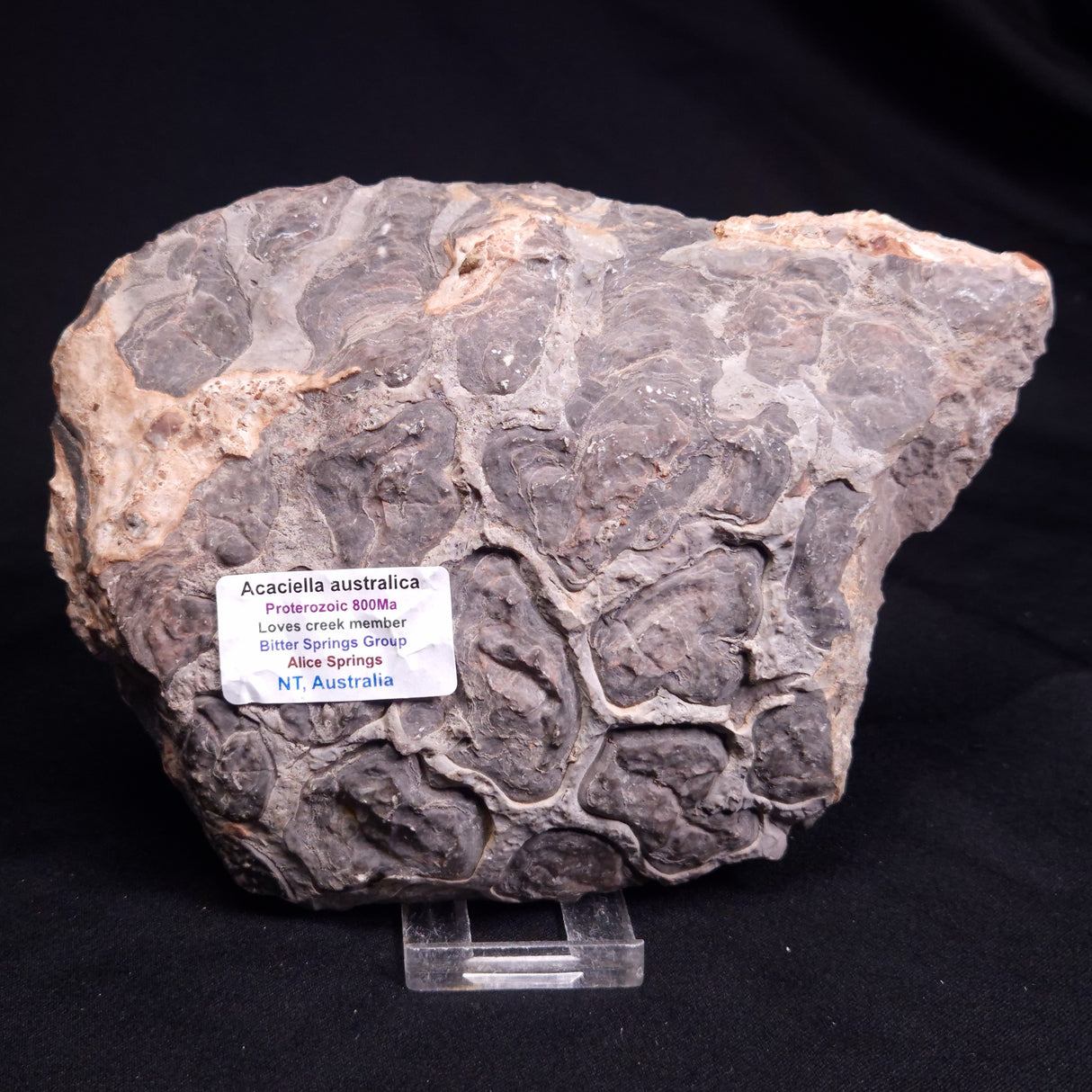 ACACIELLA AUSTRALICA STROMATOLITE, Proterozoic, Australia ZAA035