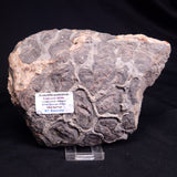 ACACIELLA AUSTRALICA STROMATOLITE, Proterozoic, Australia ZAA035