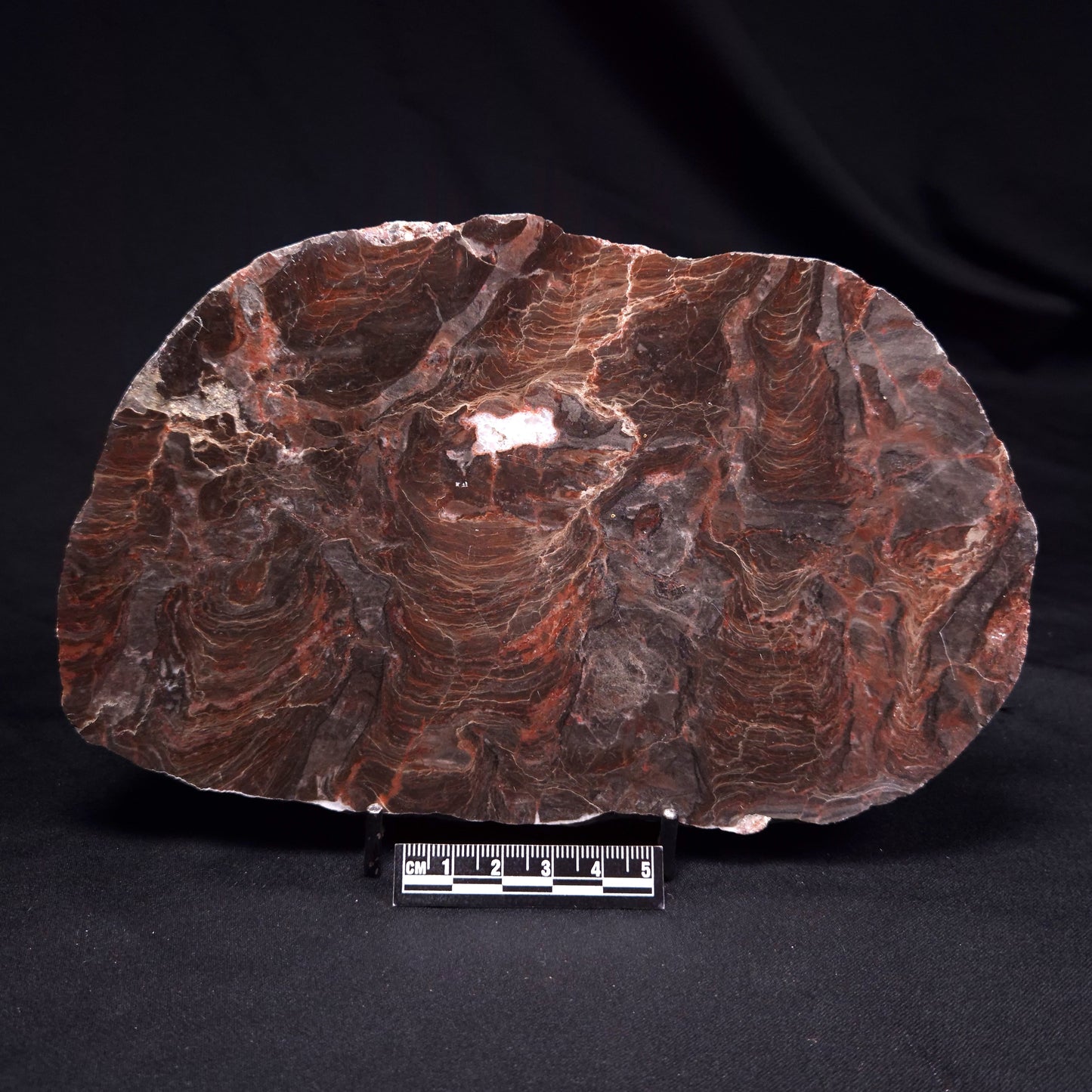 ACACIELLA AUSTRALICA STROMATOLITE, Proterozoic, Australia ZAA036