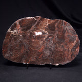 ACACIELLA AUSTRALICA STROMATOLITE, Proterozoic, Australia ZAA036