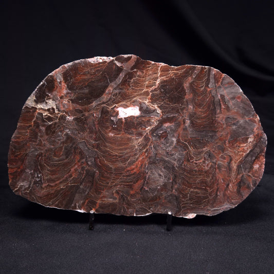 ACACIELLA AUSTRALICA STROMATOLITE, Proterozoic, Australia ZAA036