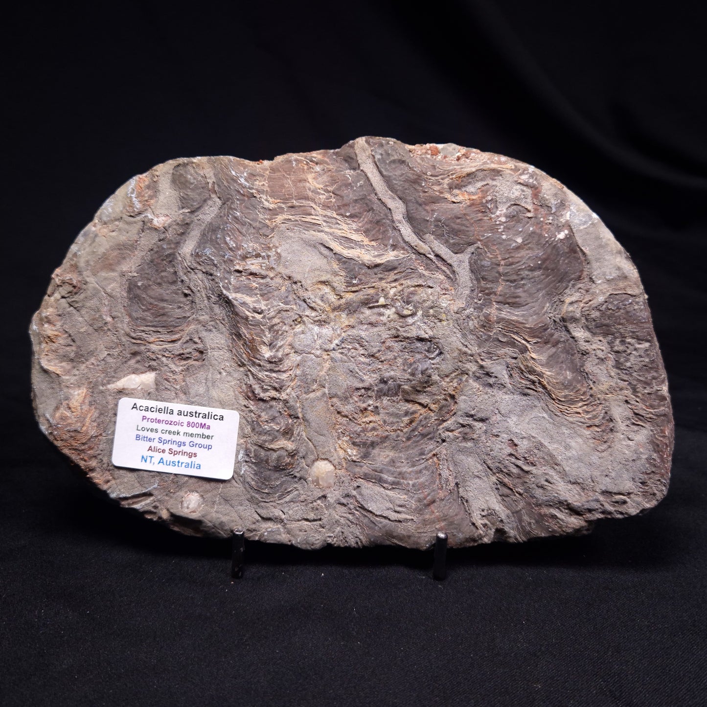ACACIELLA AUSTRALICA STROMATOLITE, Proterozoic, Australia ZAA036