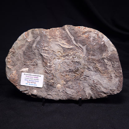 ACACIELLA AUSTRALICA STROMATOLITE, Proterozoic, Australia ZAA036