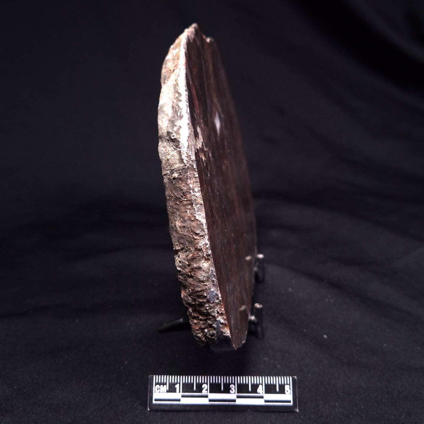 ACACIELLA AUSTRALICA STROMATOLITE, Proterozoic, Australia ZAA036