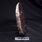 ACACIELLA AUSTRALICA STROMATOLITE, Proterozoic, Australia ZAA036