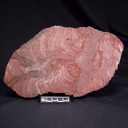 ACACIELLA AUSTRALICA STROMATOLITE, Proterozoic, Australia ZAA037