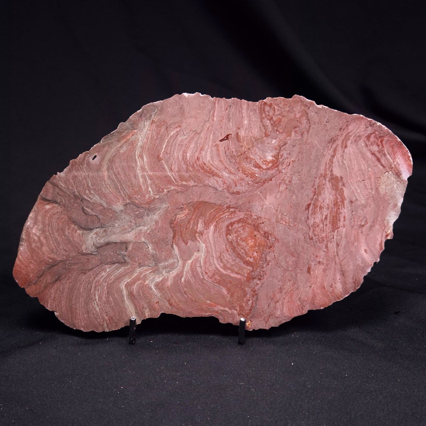 ACACIELLA AUSTRALICA STROMATOLITE, Proterozoic, Australia ZAA037