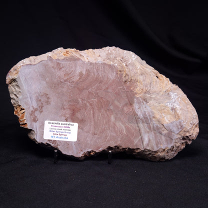 ACACIELLA AUSTRALICA STROMATOLITE, Proterozoic, Australia ZAA037