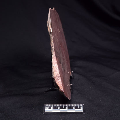 ACACIELLA AUSTRALICA STROMATOLITE, Proterozoic, Australia ZAA037