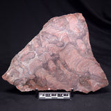 ACACIELLA AUSTRALICA STROMATOLITE, Proterozoic, Australia ZAA038