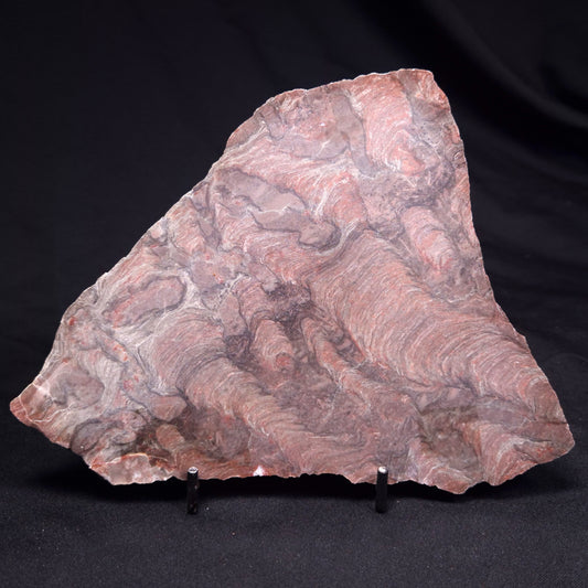 ACACIELLA AUSTRALICA STROMATOLITE, Proterozoic, Australia ZAA038