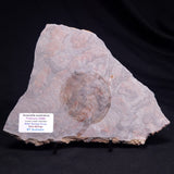 ACACIELLA AUSTRALICA STROMATOLITE, Proterozoic, Australia ZAA038