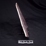 ACACIELLA AUSTRALICA STROMATOLITE, Proterozoic, Australia ZAA038