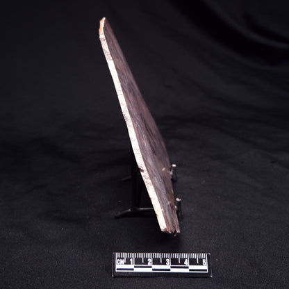 ACACIELLA AUSTRALICA STROMATOLITE, Proterozoic, Australia ZAA038