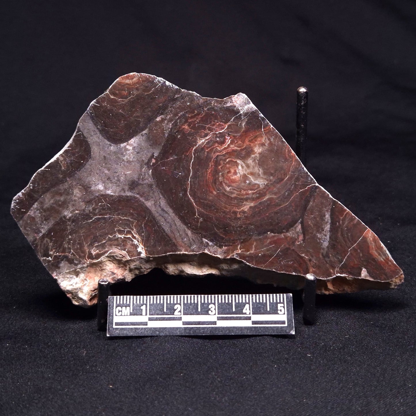 ACACIELLA AUSTRALICA STROMATOLITE, Proterozoic, Australia ZAA039