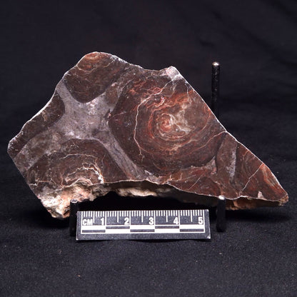 ACACIELLA AUSTRALICA STROMATOLITE, Proterozoic, Australia ZAA039
