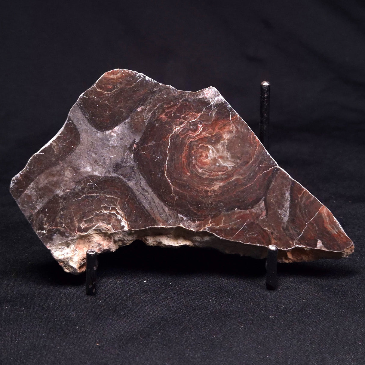 ACACIELLA AUSTRALICA STROMATOLITE, Proterozoic, Australia ZAA039