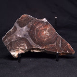 ACACIELLA AUSTRALICA STROMATOLITE, Proterozoic, Australia ZAA039