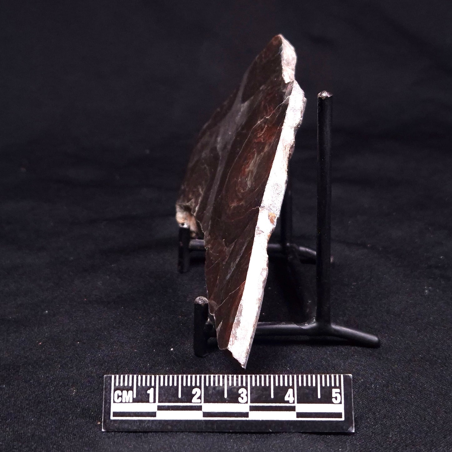 ACACIELLA AUSTRALICA STROMATOLITE, Proterozoic, Australia ZAA039