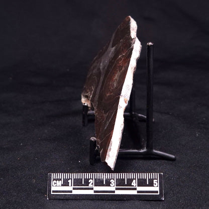 ACACIELLA AUSTRALICA STROMATOLITE, Proterozoic, Australia ZAA039