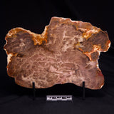 PETRIFIED WOOD DONPONOXYLON BENNETTII, Cretaceous, Australia ZDW009