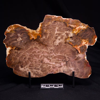 PETRIFIED WOOD DONPONOXYLON BENNETTII, Cretaceous, Australia ZDW009
