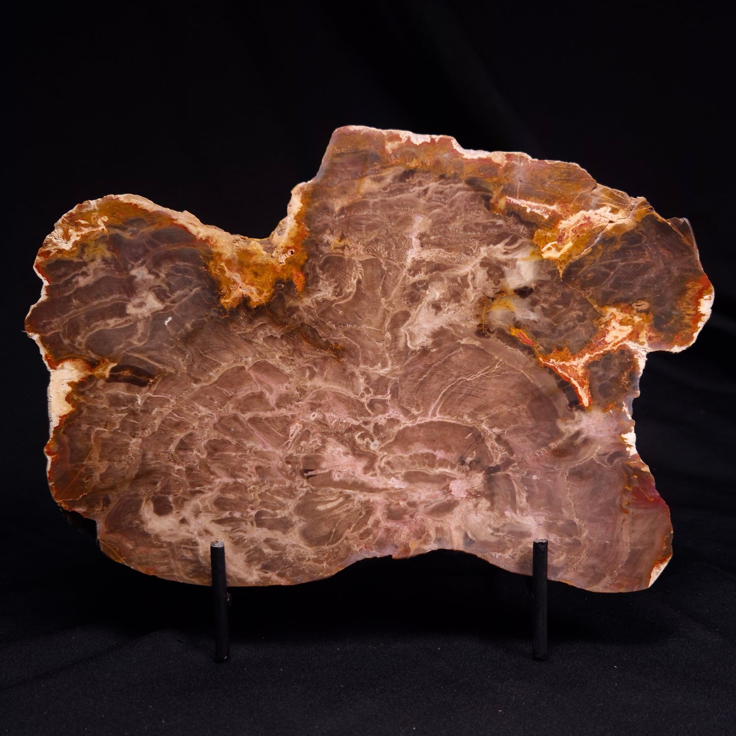 PETRIFIED WOOD DONPONOXYLON BENNETTII, Cretaceous, Australia ZDW009