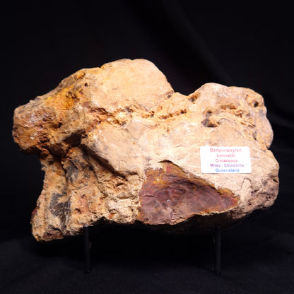PETRIFIED WOOD DONPONOXYLON BENNETTII, Cretaceous, Australia ZDW009