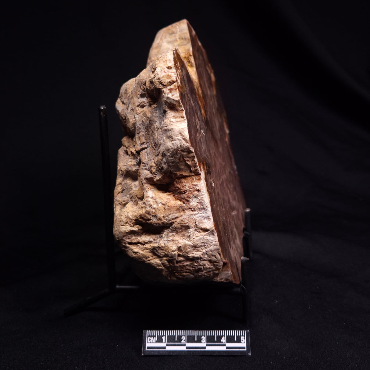 PETRIFIED WOOD DONPONOXYLON BENNETTII, Cretaceous, Australia ZDW009