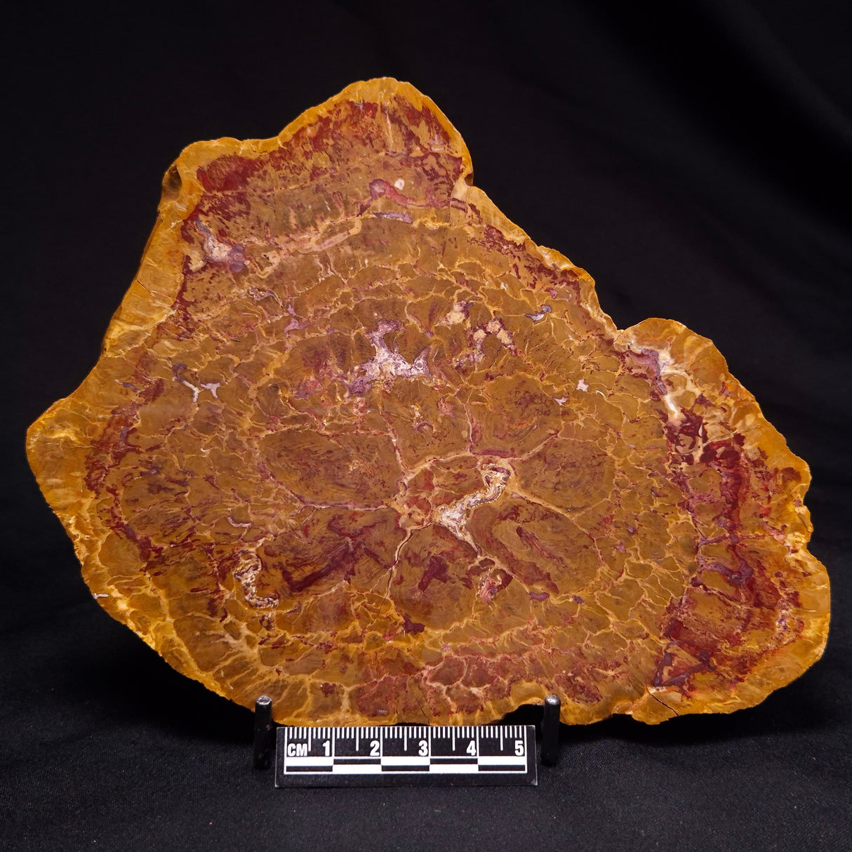 PETRIFIED WOOD DONPONOXYLON BENNETTII, Cretaceous, Australia ZDW010