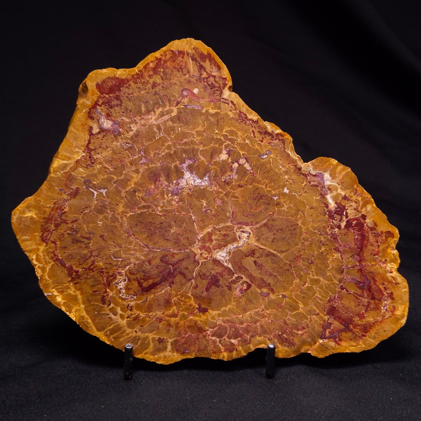 PETRIFIED WOOD DONPONOXYLON BENNETTII, Cretaceous, Australia ZDW010