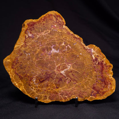 PETRIFIED WOOD DONPONOXYLON BENNETTII, Cretaceous, Australia ZDW010