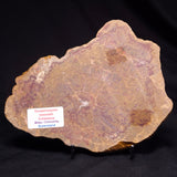 PETRIFIED WOOD DONPONOXYLON BENNETTII, Cretaceous, Australia ZDW010