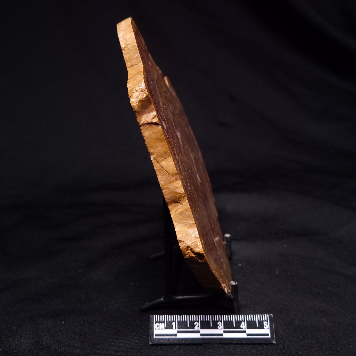 PETRIFIED WOOD DONPONOXYLON BENNETTII, Cretaceous, Australia ZDW010