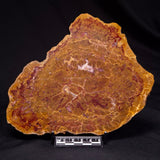 PETRIFIED WOOD DONPONOXYLON BENNETTII, Cretaceous, Australia ZDW011