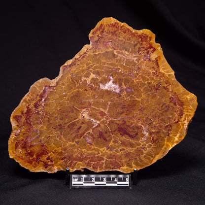 PETRIFIED WOOD DONPONOXYLON BENNETTII, Cretaceous, Australia ZDW011