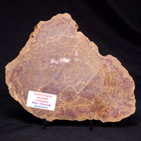 PETRIFIED WOOD DONPONOXYLON BENNETTII, Cretaceous, Australia ZDW011