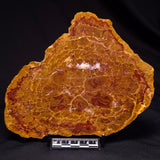 PETRIFIED WOOD DONPONOXYLON BENNETTII, Cretaceous, Australia ZDW012