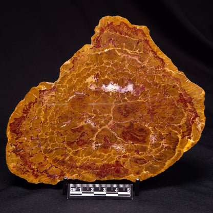 PETRIFIED WOOD DONPONOXYLON BENNETTII, Cretaceous, Australia ZDW012